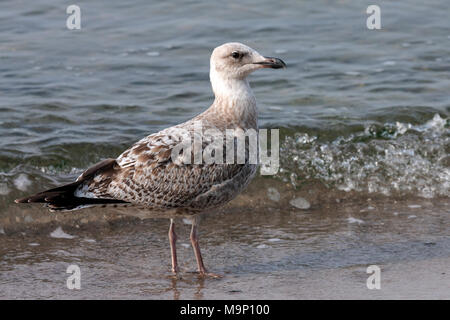Europäische Silbermöwe (Larus argentatus), junge Tier, im Wasser stehend, Fischland-Darß-Zingst, Ostsee Stockfoto