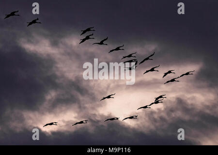 Kranichen (Grus gruse) in der Formation vor dunklen bewölktem Himmel fliegen, Zingst, Vorpommersche Boddenlandschaft Stockfoto