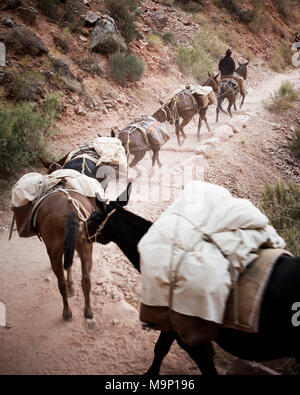 Pferde und Maultiere liefert bis zur Phantom Ranch, Grand Canyon National Park, Arizona transportieren. Stockfoto