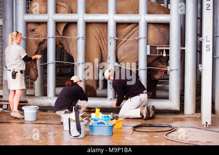 Ein Tierarzt und seine Assistenten arbeiten an einem afrikanischen Elefanten (Loxodonta africana) Fuß hinter Gittern im Elephant Pflege Senter im Zoo von San Diego, Kalifornien. Stockfoto