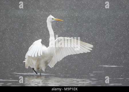 Silberreiher (Ardea alba) mit Flügeln in Wasser bei Schneefall, Hessen, Deutschland Stockfoto