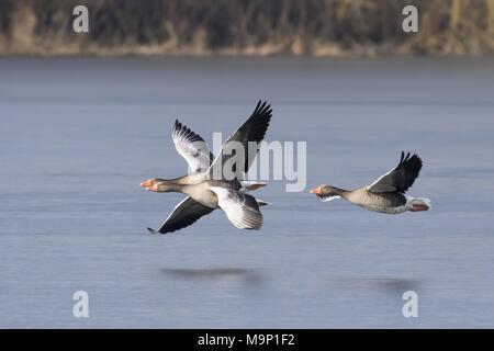 Drei Graugänse (Anser anser), Fliegen über Wasser, Hessen, Deutschland Stockfoto