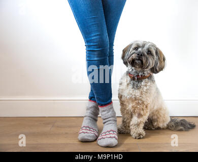 Ein niedriger Betrachtungswinkel und einer modischen jungen Mädchen in blau denim jeans und gemütliche Socken mit ihrem Hund brav sitzen durch ihre Füße im Innenbereich. Stockfoto