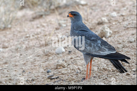 Blass chanting goshawk (Mielerax canorus), Erwachsenen auf dem trockenen Boden, auf der Suche nach Beute, Kgalagadi Transfrontier Park, Northern Cape Stockfoto