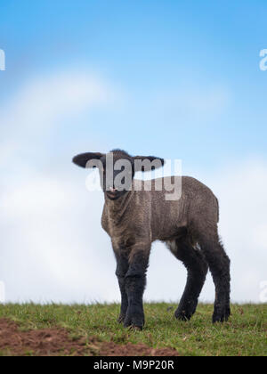 Nahaufnahme eines einsamen, schwarz gesichtigen Suffolk-Lammes, das isoliert auf einem grasbewachsenen Hügel steht, hellblauer Himmel im Hintergrund und wispige Wolken. Stockfoto