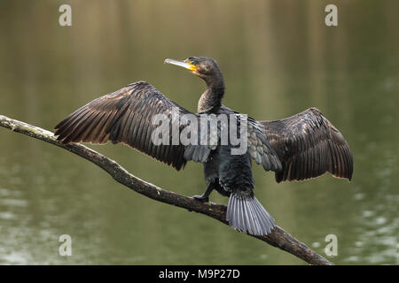 Kormoran (Phalacrocorax carbo) sitzt auf einem Ast über dem Wasser und trocknet ihr Gefieder mit Flügel, Allgäu Stockfoto