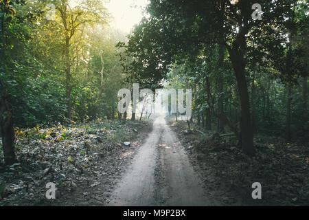 Magic forest path. Wald Straße durch hohe grüne Bäume in die Ferne gehen umgeben. dichte Dickichte im Dschungel Stockfoto