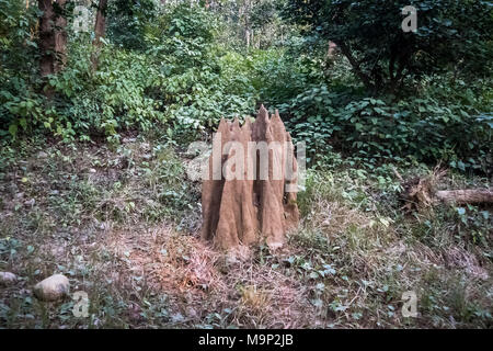 Großen Termite Hügel im Wald, Kanha Nationalpark, Indien Stockfoto