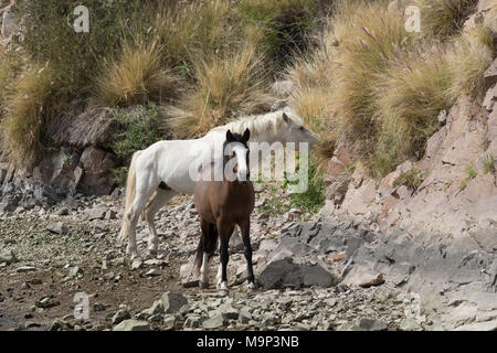 Wilde Pferde entlang der Salt River in Arizona Stockfoto