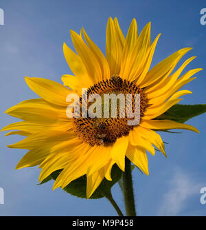 Sonnenblume (Helianthus annuus) mit Honigbienen, Deutschland Stockfoto