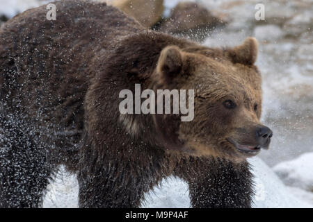 Braunbär (Ursus arctos) Shakes Wasser aus Fell, Captive, Bayern, Deutschland Stockfoto