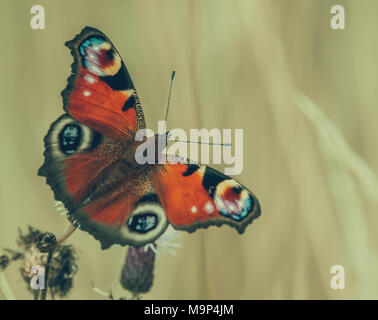 Tagpfauenauge Stockfoto
