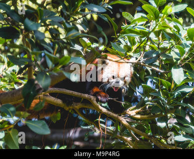 Kleiner Panda (Ailurus fulgens) klettert in Baum, Captive Stockfoto