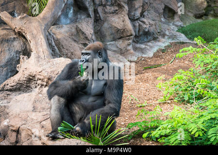 Westlicher Flachlandgorilla (Gorilla gorilla Gorilla), männlich, ißt, Captive Stockfoto