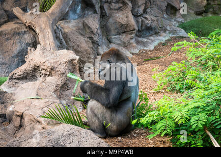 Westlicher Flachlandgorilla (Gorilla gorilla Gorilla), männlich, ißt, Captive Stockfoto