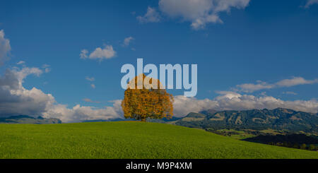 Friedenslinde (Tilia), Solitärbaum, auf der Wittelsbacher Höhe, 881 m, Illertal, Allgäu, Bayern, Deutschland, Europa Stockfoto