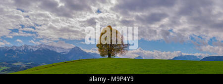 Friedenslinde (Tilia), Solitärbaum, auf der Wittelsbacher Höhe, 881 m, Illertal, Allgäu, Bayern, Deutschland, Europa Stockfoto