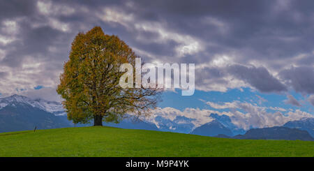 Friedenslinde (Tilia), Solitärbaum, auf der Wittelsbacher Höhe, 881 m, Illertal, Allgäu, Bayern, Deutschland, Europa Stockfoto