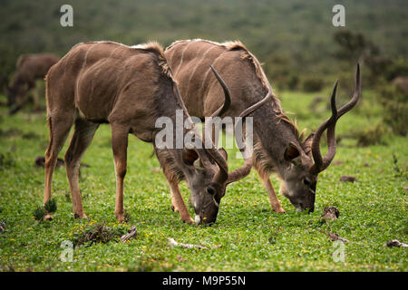 Mehr Kudu (Tragelaphus strepsiceros), zwei Tiere, die Seite an Seite, Addo Elephant National Park, Südafrika Stockfoto
