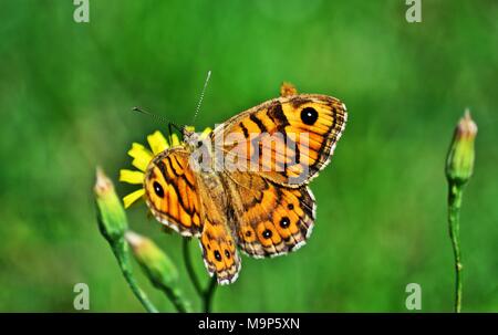 Wand Braun (Lasiommata megera) Schmetterling Stockfoto