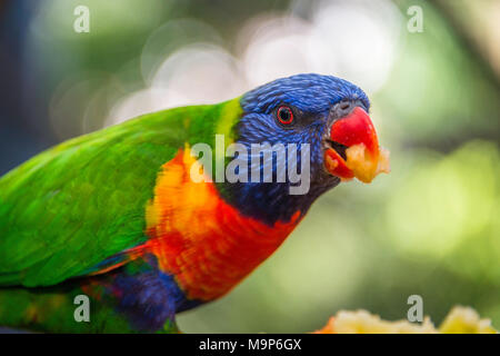 Swainson's Lorikeet (Trichoglossus haematodus) Allfarblori moluccanus, auch, wedge-tailed Lory,, Blau ist Lory, breiten Bändern Lory, Rainbow Lory Stockfoto