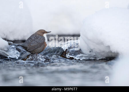 Wasseramsel (Cinclus cinclus) in einem gefrorenen Bergbach im Winter steht, Stubaital, Tirol, Österreich Stockfoto