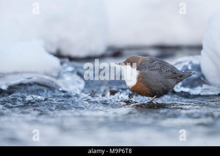 Wasseramsel (Cinclus cinclus) in einem gefrorenen Bergbach im Winter steht, Stubaital, Tirol, Österreich Stockfoto