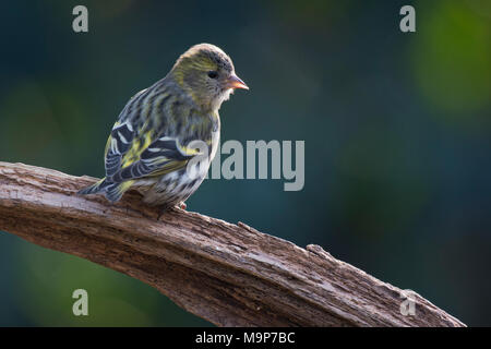 Eurasian siskin (Carduelis spinus), weiblich, sitzend auf Totholz, Emsland, Niedersachsen, Deutschland Stockfoto