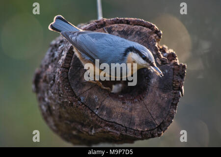 Eurasischen Kleiber (Sitta europaea), Fütterung bei einem Futter Holz, Winterfütterung, Emsland, Niedersachsen, Deutschland Stockfoto