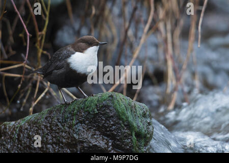 Wasseramsel (Cinclus cinclus), sitzt auf einem Stein in einem Stream, Emsland, Niedersachsen, Deutschland Stockfoto