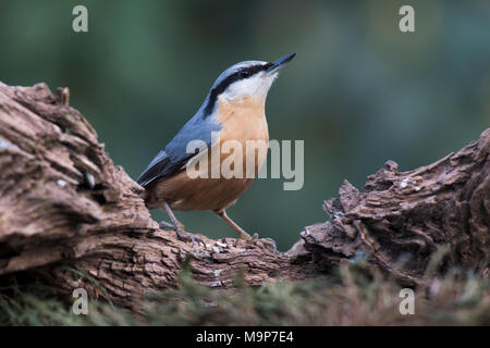 Eurasischen Kleiber (Sitta europaea), sitzt auf Totholz, Emsland, Niedersachsen, Deutschland Stockfoto