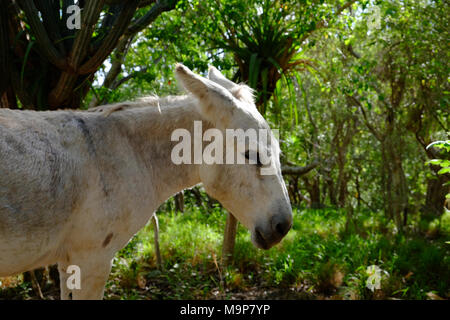 Freundlich Wilde Esel frei auf der Insel St. John in den US Virgin Islands. Stockfoto