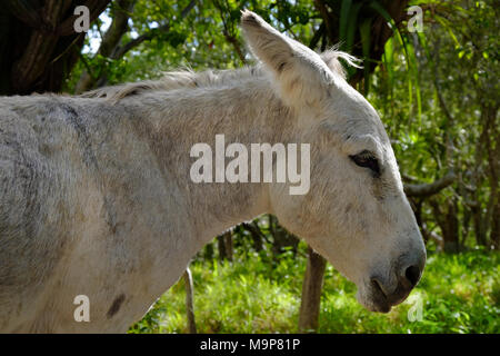 Freundlich Wilde Esel frei auf der Insel St. John in den US Virgin Islands. Stockfoto