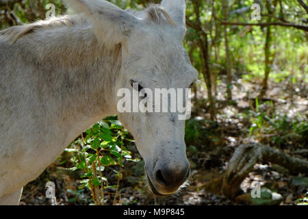 Freundlich Wilde Esel frei auf der Insel St. John in den US Virgin Islands. Stockfoto