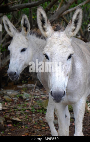 Freundlich Wilde Esel frei auf der Insel St. John in den US Virgin Islands. Stockfoto