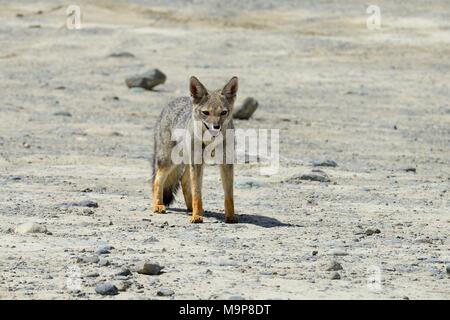 Südamerikanische Gray fox (Lycalopex griseus), in der Nähe von El Chaltén, Provinz Santa Cruz, Patagonien, Argentinien Stockfoto