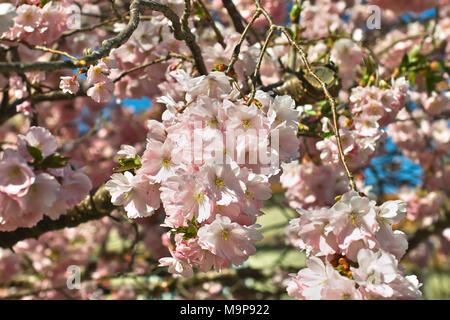 Rosa Blüte Frühling cherry Ritterschlag, Prunus serrulata (Prunus Sargentii x subhirtella Ritterschlag), Blumen im Frühling, Bayern Stockfoto