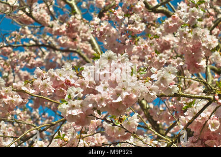 Rosa Blüte Frühling cherry Ritterschlag, Prunus serrulata (Prunus Sargentii x subhirtella Ritterschlag), Blumen im Frühling, Bayern Stockfoto