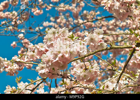 Rosa Blüte Frühling cherry Ritterschlag, Prunus serrulata (Prunus Sargentii x subhirtella Ritterschlag), Blumen im Frühling, Bayern Stockfoto