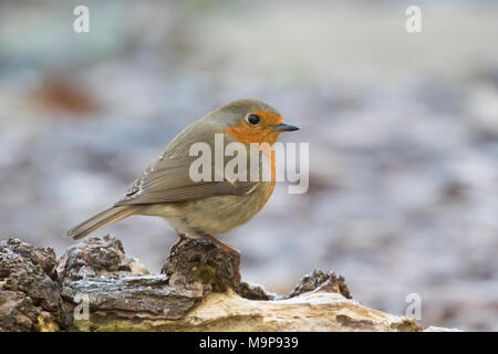 Europäische Robin (Erithacus Rubecula) steht auf Totholz, Hessen, Deutschland Stockfoto