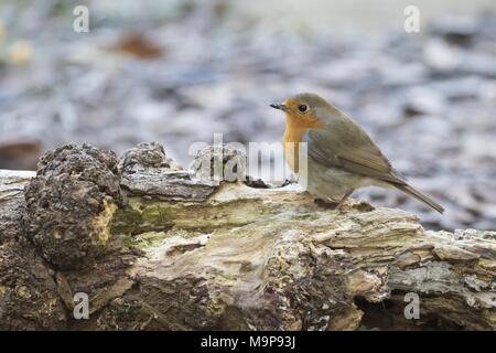 Europäische Robin (Erithacus Rubecula) steht auf Totholz, Hessen, Deutschland Stockfoto