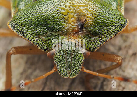 Gemeinsame Green Shieldbug (Palomena prasina) Nahaufnahme des Kopfes und beschädigt auf dem Halsschild. Tipperary, Irland Stockfoto