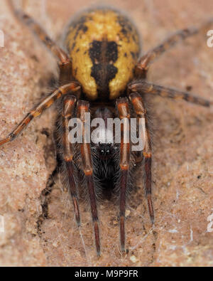 Lace-Web Spider (Amaurobius sp.) auf der Unterseite des rock. Tipperary, Irland Stockfoto