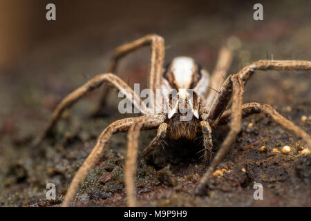 Baumschule Web Spider (Pisaura mirabilis) auf dem Boden im Wald Lebensraum. Tipperary, Irland Stockfoto