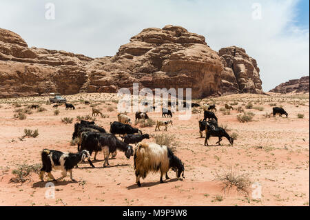 Wadi Rum, das Tal des Mondes, ist ein Tal in den Sandstein und Granit im südlichen Jordanien. Es ist die größte Wadi in Jordanien. Stockfoto