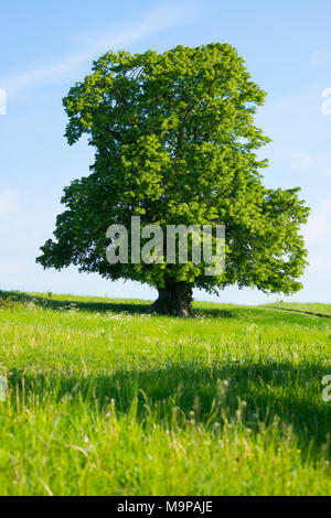 400 Jahre alt großblättrige Linde (Tilia platyphyllos) in grüne Wiese, einsamen Baum, Thüringen, Deutschland Stockfoto