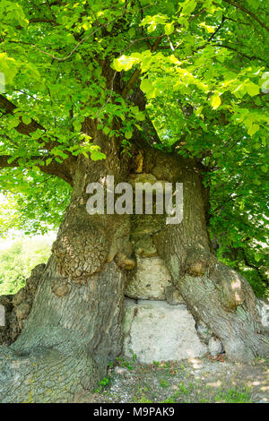 400 Jahre alt großblättrige Linde (Tilia platyphyllos), mit Eingemauert void an der Basis, Thüringen, Deutschland Stockfoto