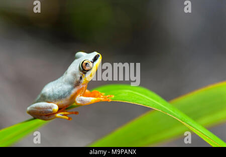 Blue-Back Reed Frog (Heterixalus madagascariensis), Akanin Ny Nofy, Madagaskar Stockfoto