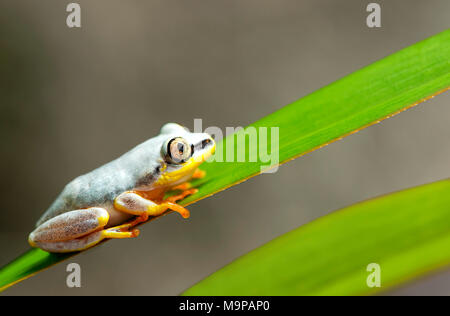 Blue-Back Reed Frog (Heterixalus madagascariensis), Akanin Ny Nofy, Madagaskar Stockfoto