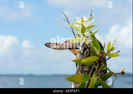 Madagaskar ground Boa (Acrantophis madagascariensis) junge Tier auf Blooming Tree Stump, Akanin Ny Nofy, Madagaskar Stockfoto